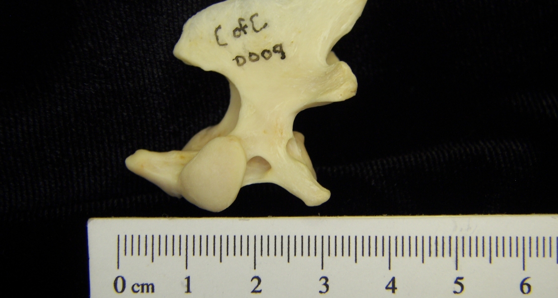 River otter (Lutra canadensis) C2, lateral view