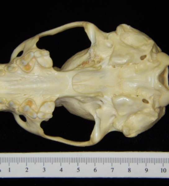 River otter (Lutra canadensis) cranium, inferior view