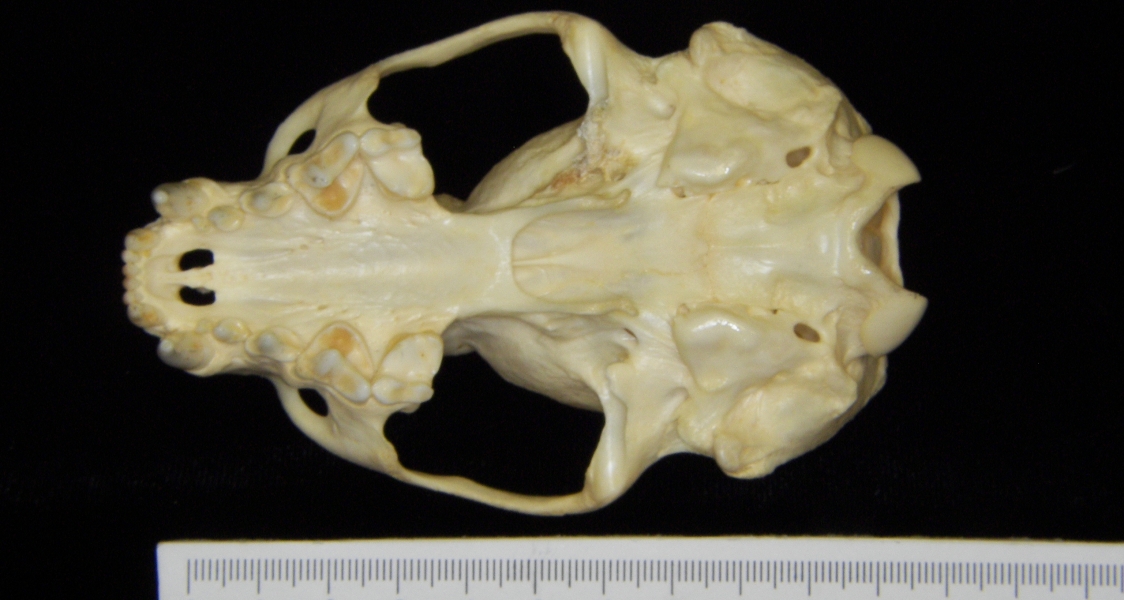 River otter (Lutra canadensis) cranium, inferior view