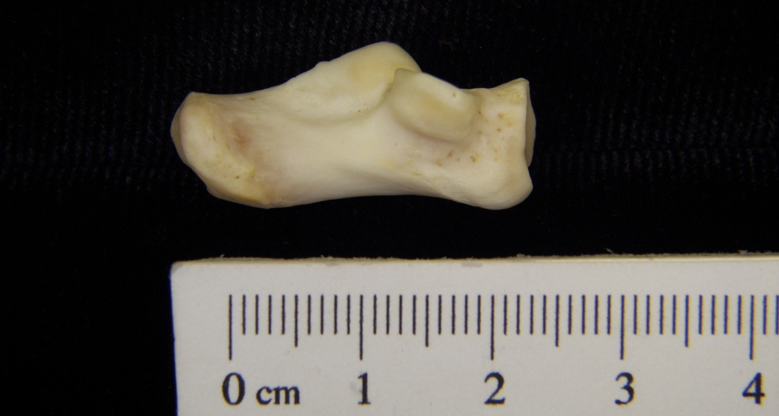 River otter (Lutra canadensis) left calcaneus, medial view