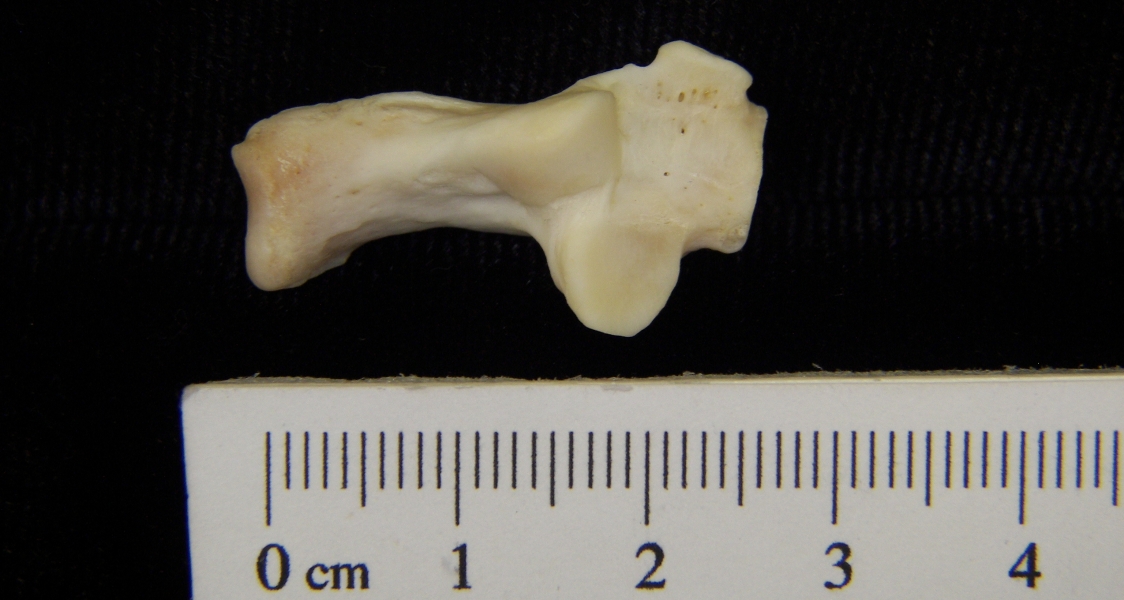 River otter (Lutra canadensis) left calcaneus, superior view