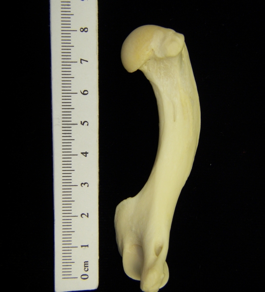River otter (Lutra canadensis) left humerus, view 3