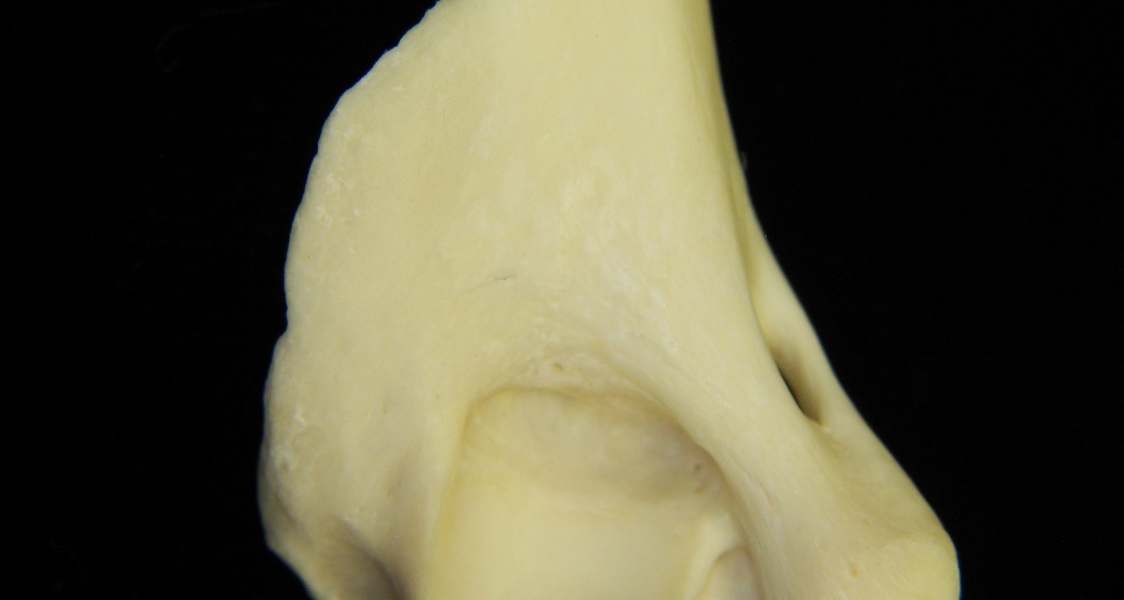 River otter (Lutra canadensis) left humerus, distal aspect