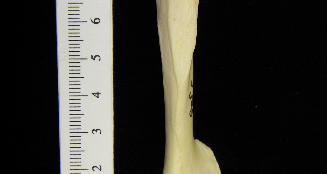 River otter (Lutra canadensis) left humerus, view 2