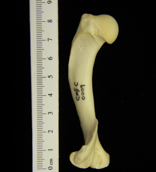 River otter (Lutra canadensis) left humerus