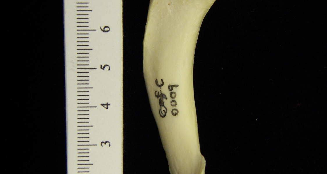 River otter (Lutra canadensis) left humerus