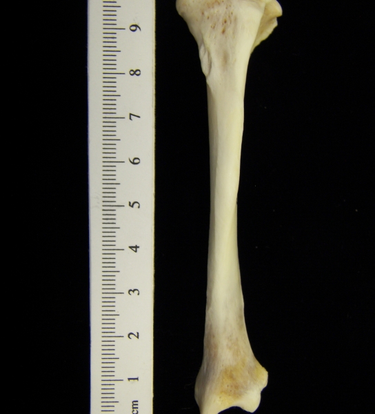 River otter (Lutra canadensis) left tibia, anterior view
