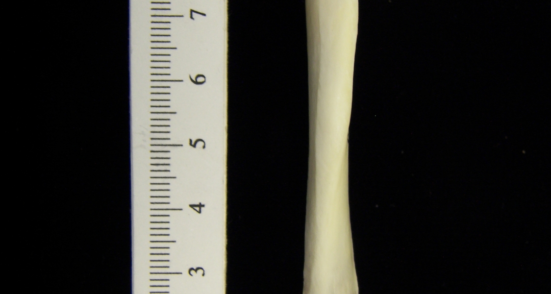 River otter (Lutra canadensis) left tibia, anterior view