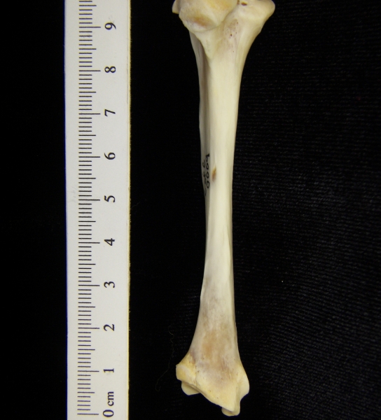 River otter (Lutra canadensis) left tibia, posterior view