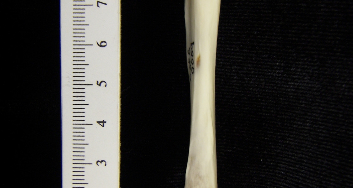 River otter (Lutra canadensis) left tibia, posterior view