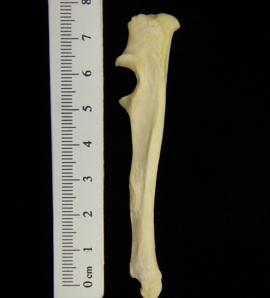 River otter (Lutra canadensis) left ulna, lateral view