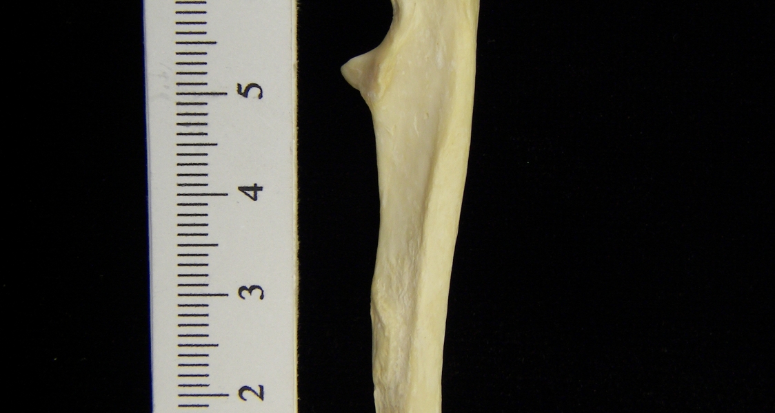 River otter (Lutra canadensis) left ulna, lateral view