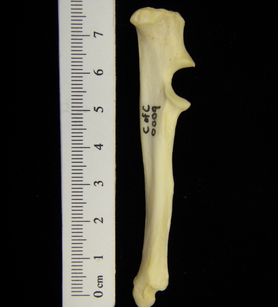 River otter (Lutra canadensis) left ulna, medial view