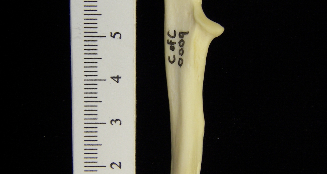 River otter (Lutra canadensis) left ulna, medial view