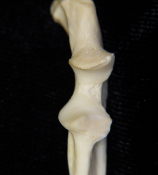 River otter (lutra canadensis) left ulna, proximal aspect