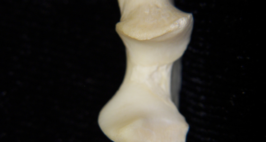 River otter (lutra canadensis) left ulna, proximal aspect