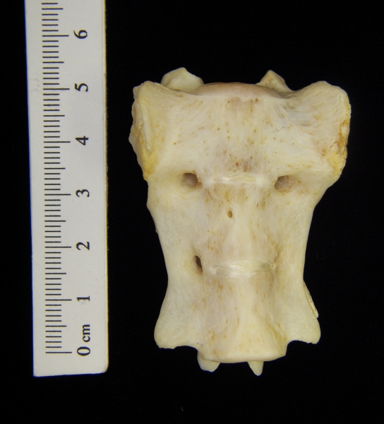 Anterior View River Otter Sacrum