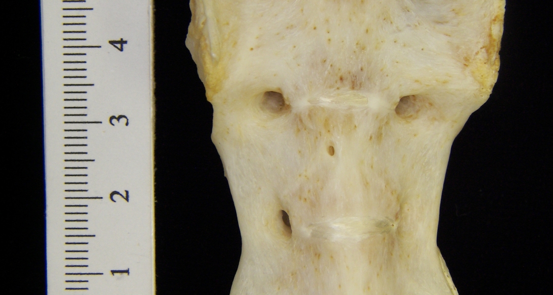 Anterior View River Otter Sacrum