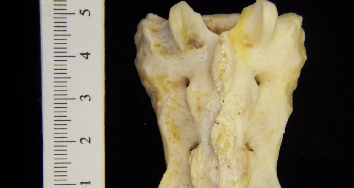 Posterior View River Otter Sacrum