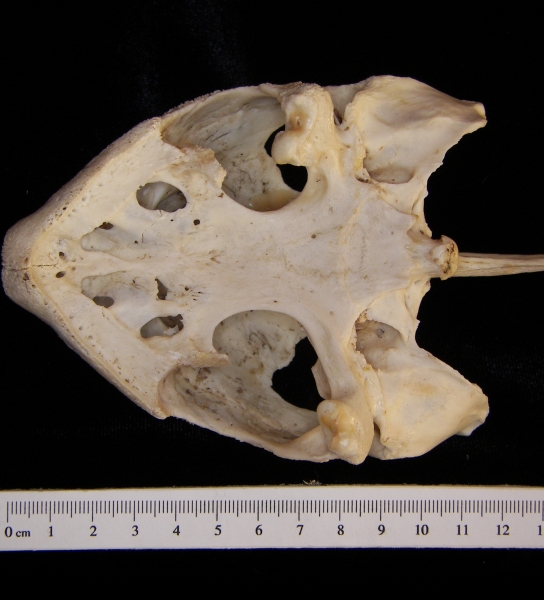 Inferior View Snapping Turtle Cranium
