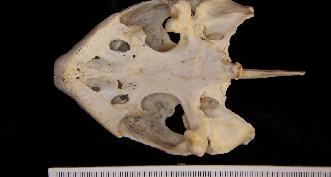 Inferior View Snapping Turtle Cranium
