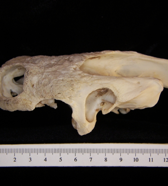 Lateral View Snapping Turtle Cranium