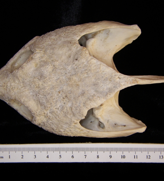 Superior View Snapping Turtle Cranium