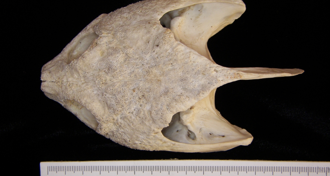 Superior View Snapping Turtle Cranium