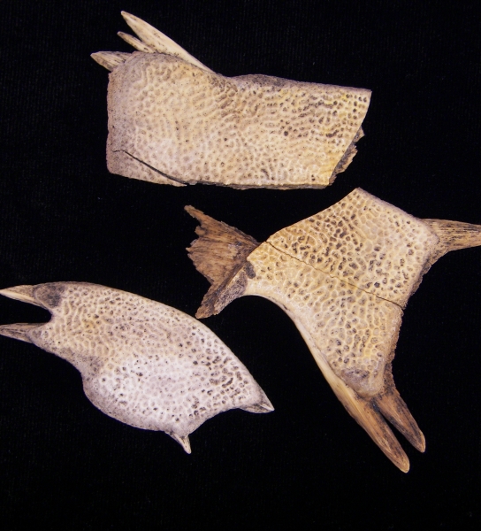 Softshell turtle (Apalone ferox) carapace fragments