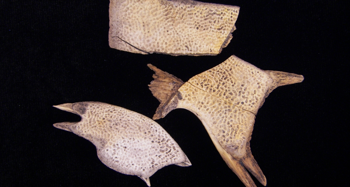 Softshell turtle (Apalone ferox) carapace fragments