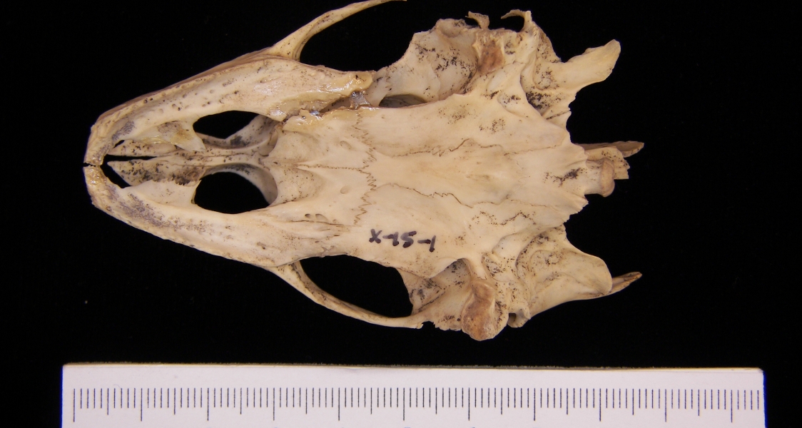 Inferior View Softshell Turtle Cranium
