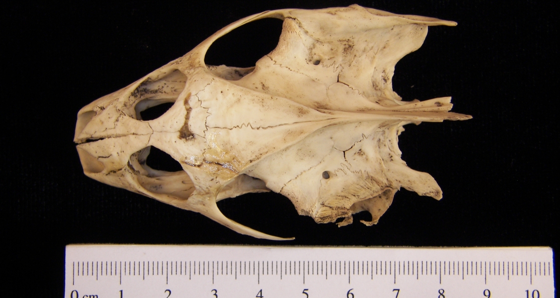 Superior View Softshell Turtle Cranium