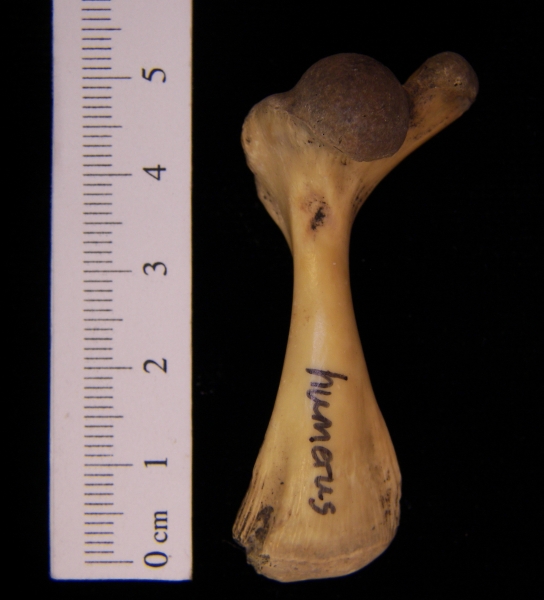 Softshell turtle (Apalone ferox) humerus, view 2