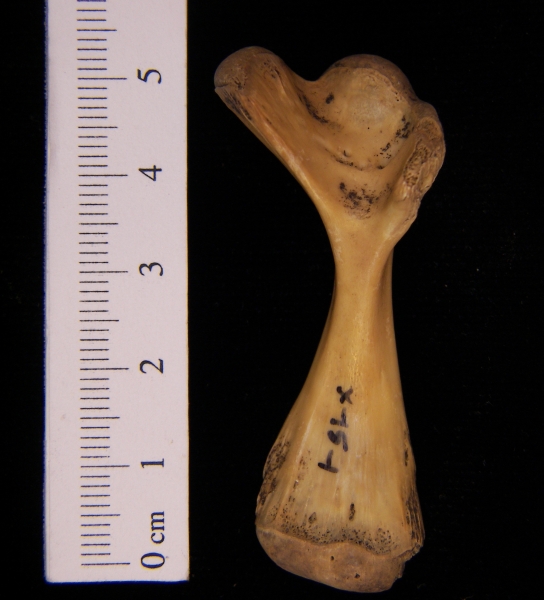 Softshell turtle (Apalone ferox) humerus