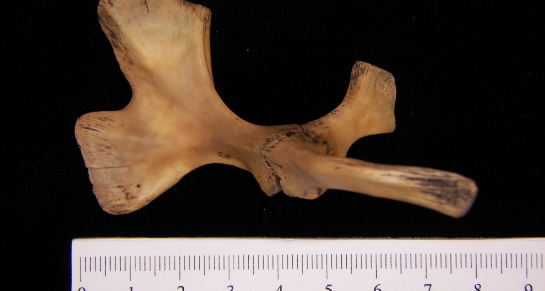 Softshell turtle (Apalone ferox) pelvic girdle, view 3