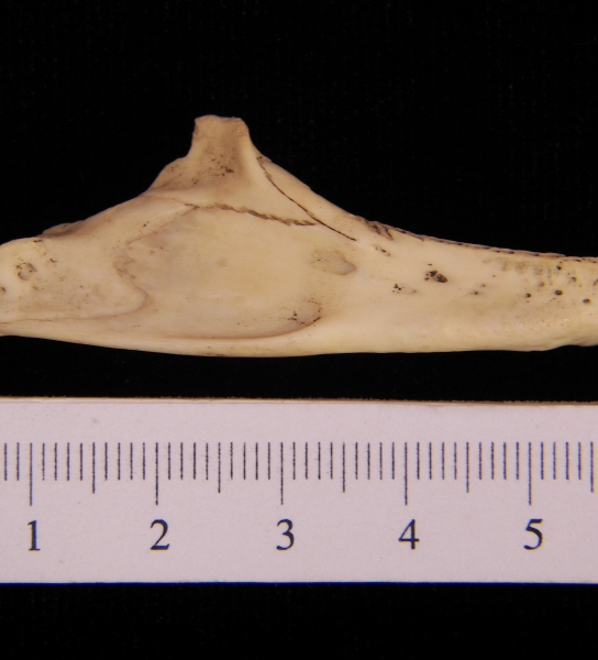 Softshell turtle (Apalone ferox) mandible, lateral view