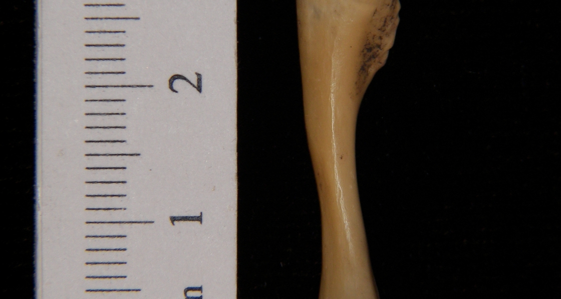 Softshell turtle (Apalone ferox) ulna