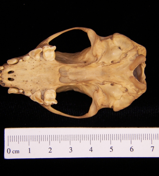 Striped skunk (Mephitis mephitis) cranium, inferior view