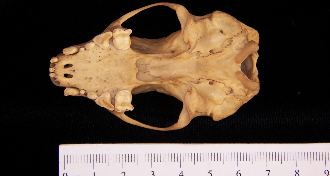 Striped skunk (Mephitis mephitis) cranium, inferior view