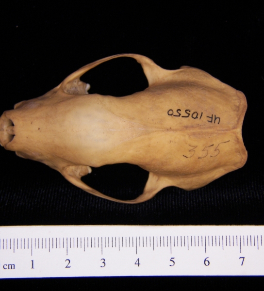 Striped skunk (Mephitis mephitis) cranium, superior view