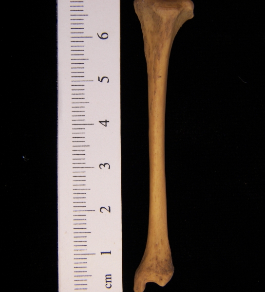 Striped skunk (Mephitis mephitis) left tibia, anterior view