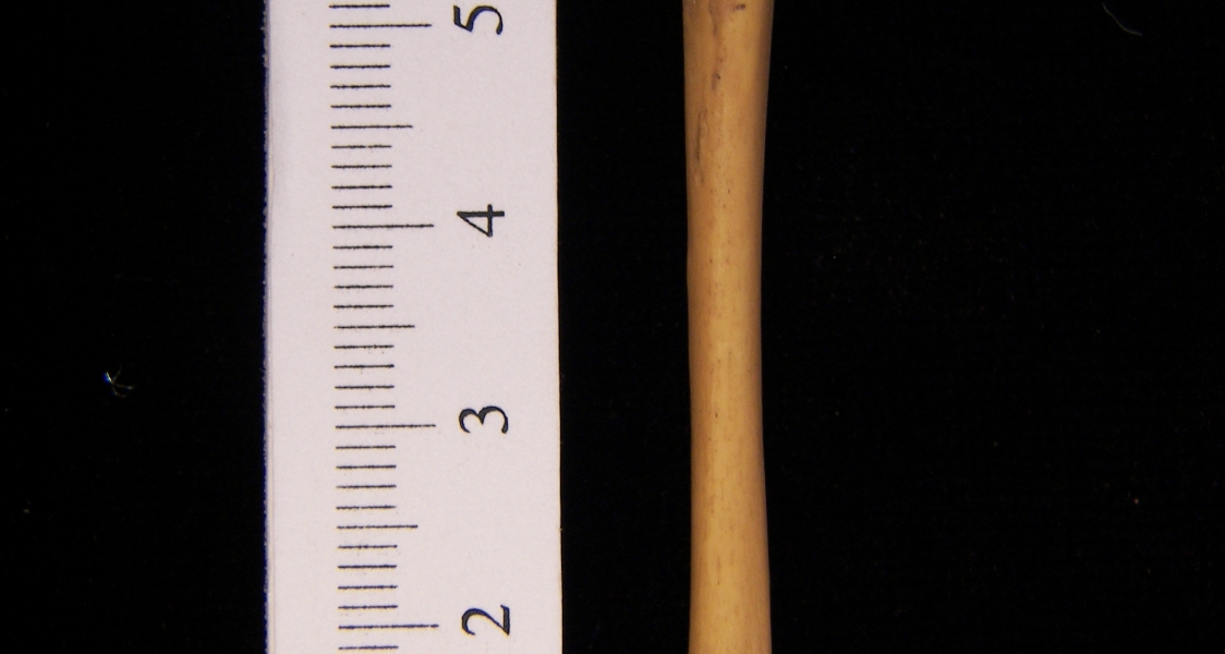 Striped skunk (Mephitis mephitis) left tibia, anterior view