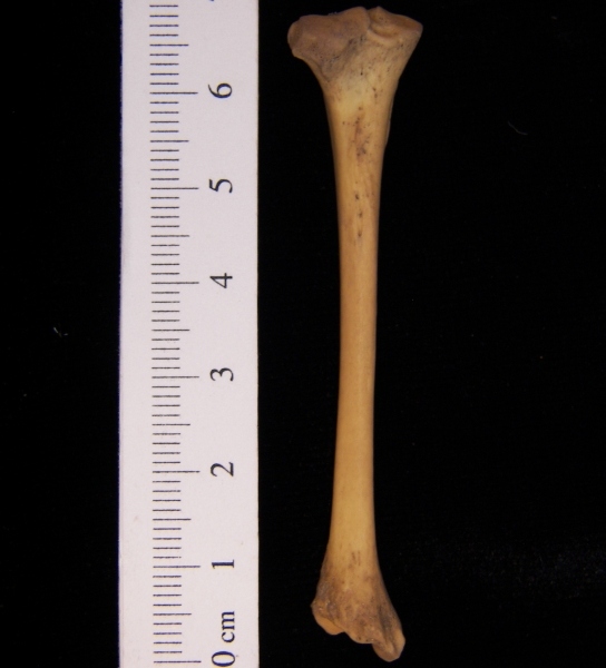 Striped skunk (Mephitis mephitis) left tibia, posterior view