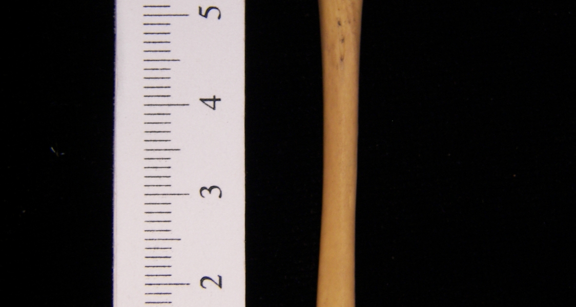 Striped skunk (Mephitis mephitis) left tibia, posterior view