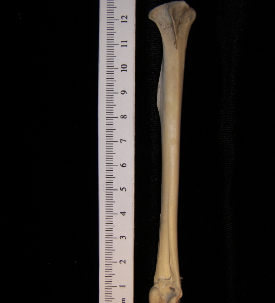 Turkey vulture (Cathartes aura) right tibiotarsus, anterior view