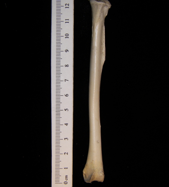 Turkey vulture (Cathartes aura) tibiotarsus, posterior view