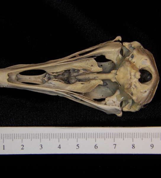 Turkey vulture (Cathartes aura) skull, inferior view
