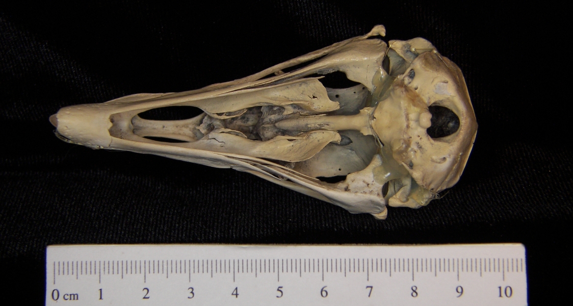 Turkey vulture (Cathartes aura) skull, inferior view