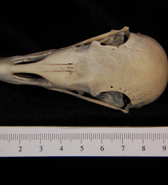 Turkey vulture (Cathartes aura) skull, superior view