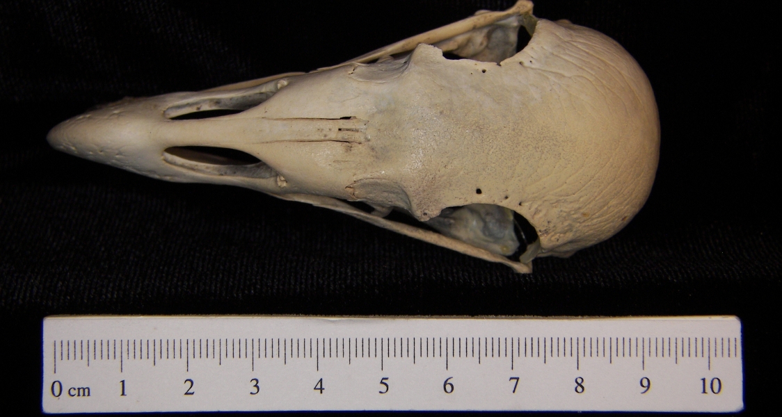 Turkey vulture (Cathartes aura) skull, superior view